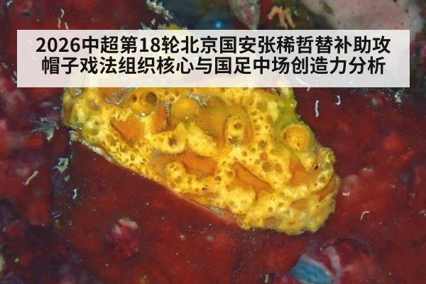 2026中超第18轮北京国安张稀哲替补助攻帽子戏法组织核心与国足中场创造力分析